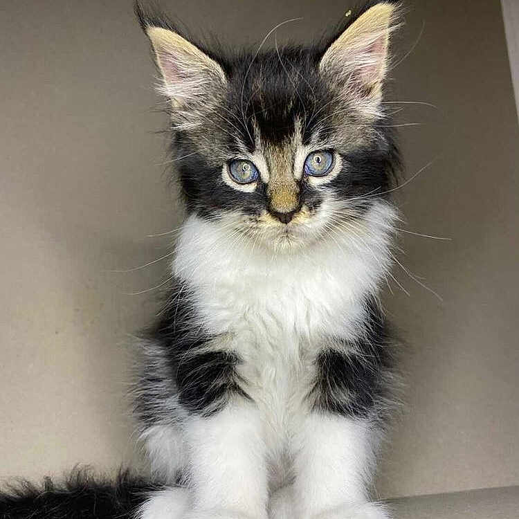 Leyah joined the competition — help win amazing prizes! animal, black_and_white, blue_eyes, cat, curious, cute, domestic, ears, feline, fluffy, fur, indoor, kitten, pet, portrait, sitting, small, tail, whiskers, young