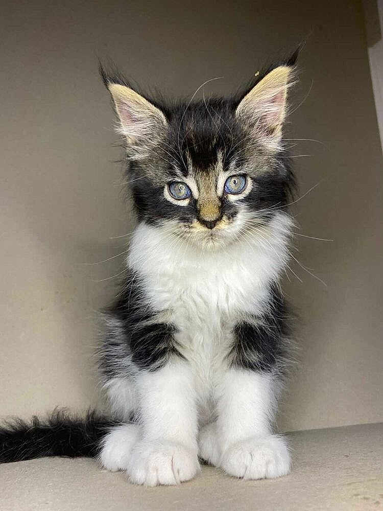 Leyah joined the competition — help win amazing prizes! kitten, cat, fluffy, blue_eyes, sitting, feline, pet, young, cute, fur, black_and_white, indoor, animal, whiskers, ears, tail, portrait, curious, small, domestic