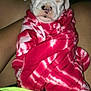 puppy, dog, sleeping, blanket, red, tie_dye, white, cute, pet, snuggled, cozy, legs, human, resting, animal, domestic_animal, fur, young, indoor, comfort