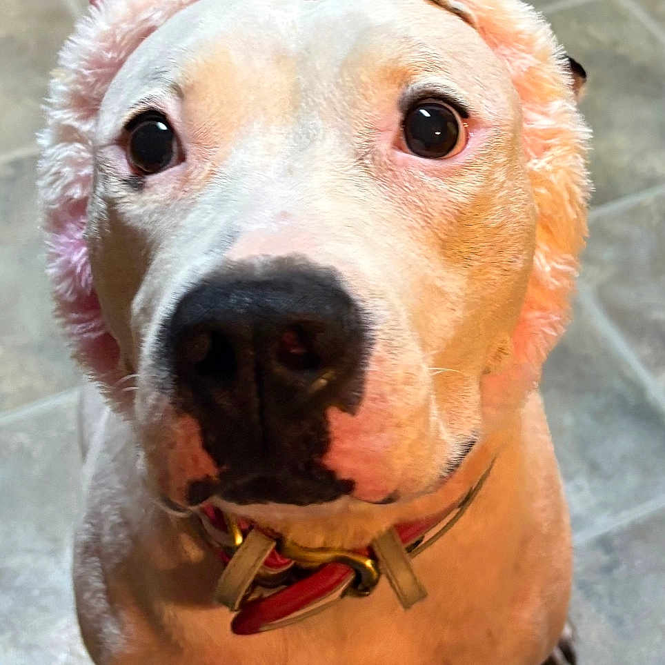 Cassidy Gary joined the competition — help win amazing prizes! animal, black_nose, close_up, collar, costume, cute, dog, ears, face, floor, fur, indoor, looking_up, pet, pink, sitting, tile_floor, unicorn_headband, whiskers, white_dog