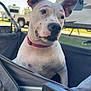 Cassidy Gary joined the competition — help win amazing prizes! dog, white_dog, pink_markings, pet, outdoor, wagon, camping, tree, grass, collar, curious, ears, closeup, animal, canine, summer, recreational_vehicle, park, sunlight, resting