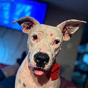 Cassidy Gary joined the competition — help win amazing prizes! dog, white_dog, black_spots, red_bow, tongue_out, ears_up, close_up, pet, animal, indoor, blurred_background, curious, portrait, canine, companion, friendly, domestic_animal, looking_at_camera, cute, house