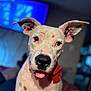 dog, white_dog, black_spots, red_bow, tongue_out, ears_up, close_up, pet, animal, indoor, blurred_background, curious, portrait, canine, companion, friendly, domestic_animal, looking_at_camera, cute, house