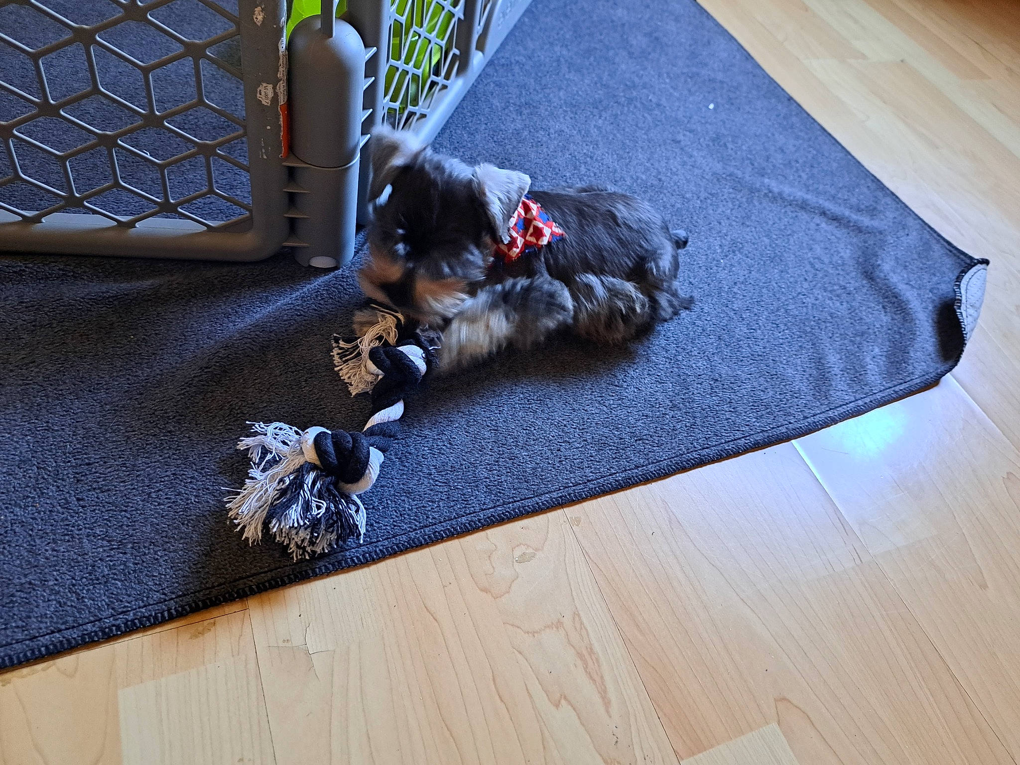 Maximus is registered to the contest to win money with this photo: carnivore, companion_dog, couch, dog, dog_breed, dog_supply, electric_blue, fawn, floor, flooring, grey, hardwood, mesh, pet_supply, rectangle, sporting_group, studio_couch, tail, toy_dog, wood