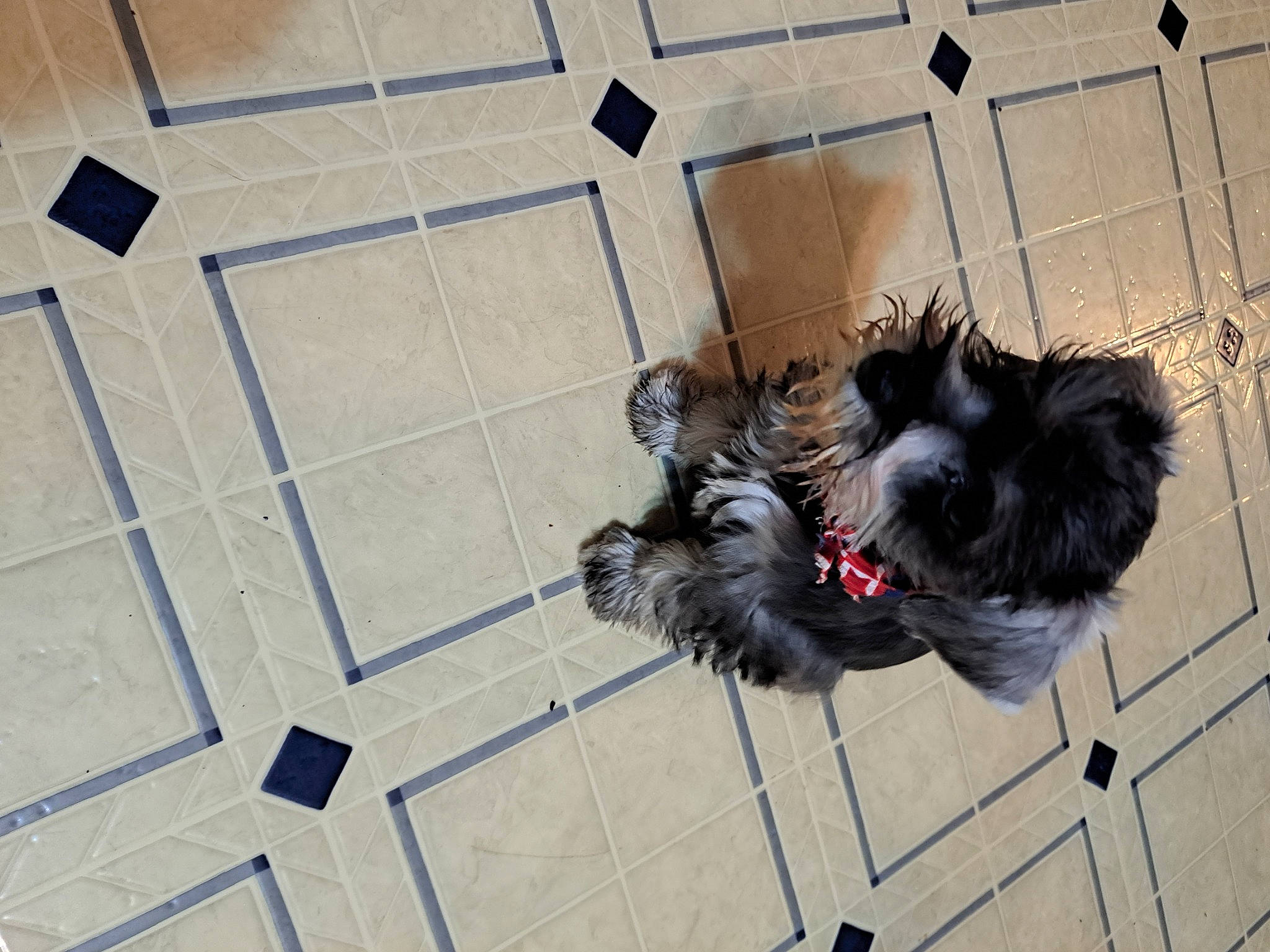 Maximus is registered to the contest to win money with this photo: canidae, carnivore, companion_dog, dog, dog_breed, dog_supply, flooring, fur, non_sporting_group, pattern, paw, pet_supply, schnauzer, small_terrier, snout, sporting_group, standard_schnauzer, tail, terrier, toy_dog