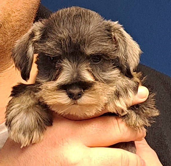 Maximus is registered to the contest to win money with this photo: canidae, carnivore, companion_dog, dog, dog_breed, fawn, fur, liver, maltepoo, non_sporting_group, paw, puppy_love, shih_tzu, small_terrier, snout, sporting_group, terrestrial_animal, terrier, toy_dog, working_animal