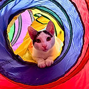 Charlie is registered to the contest to win money with this photo: animal, black_fur, cat, closeup, colorful, curious, cute, ears, eyes, fabric, face, indoor, looking, pattern, paws, pet, play_tunnel, toy, vibrant, white_fur