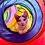 animal, black_fur, cat, closeup, colorful, curious, cute, ears, eyes, fabric, face, indoor, looking, pattern, paws, pet, play_tunnel, toy, vibrant, white_fur