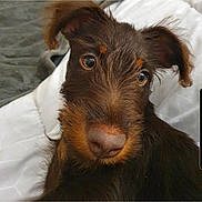 Olive participe au concours pour gagner de l'argent avec cette photo : dog, pet, close_up, brown_fur, scruffy, curious, blanket, indoor, animal, portrait, cute, face, fur, canine, looking, expression, laying, domestic_animal, head_tilt, whiskers