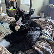 Buddy is registered to the contest to win money with this photo: cat, black_and_white, licking, paw, blanket, indoor, living_room, furniture, fan, television, cozy, pet, animal, relaxing, whiskers, pink_nose, carpet, table, household, resting