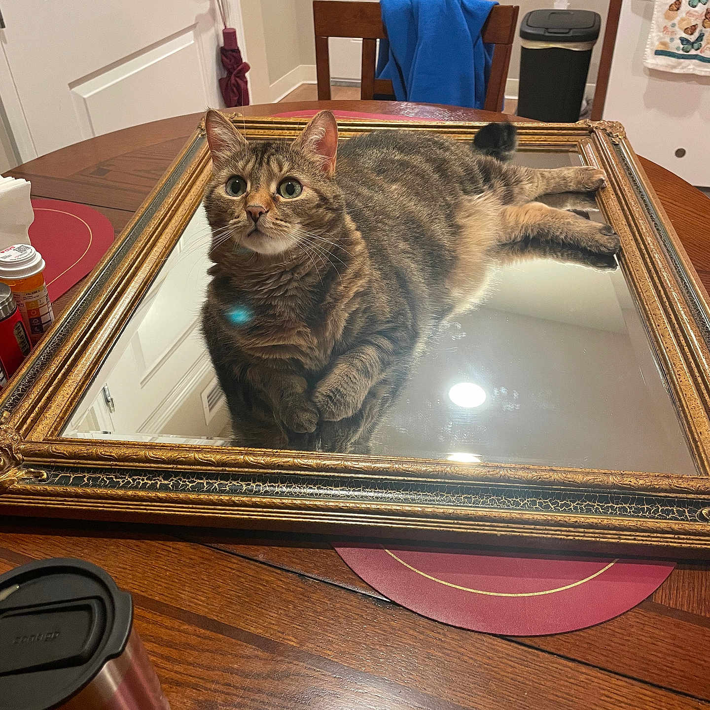 Luna is registered to the contest to win money with this photo: blue_jacket, cat, chair, countertop, cup, curious, door, feline, household_items, indoor, kitchen, light, mirror, pet, reflection, relaxing, tabby_cat, towel, trash_bin, wooden_table
