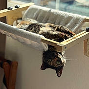 Rowdie Rae is registered to the contest to win money with this photo: cat, tortoiseshell_cat, hammock, window, sunlight, indoor, pet, relaxing, cozy, feline, fur, green_eyes, wooden_frame, soft_texture, resting, curious, animal, daylight, home, comfortable