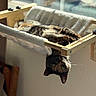 cat, tortoiseshell_cat, hammock, window, sunlight, indoor, pet, relaxing, cozy, feline, fur, green_eyes, wooden_frame, soft_texture, resting, curious, animal, daylight, home, comfortable
