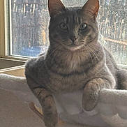 Cheese Aldin is registered to the contest to win money with this photo: cat, tabby_cat, pet, indoor, window, natural_light, hammock, relaxed, feline, animal, fur, whiskers, ears, paws, resting, cozy, domestic_animal, quiet, calm, home