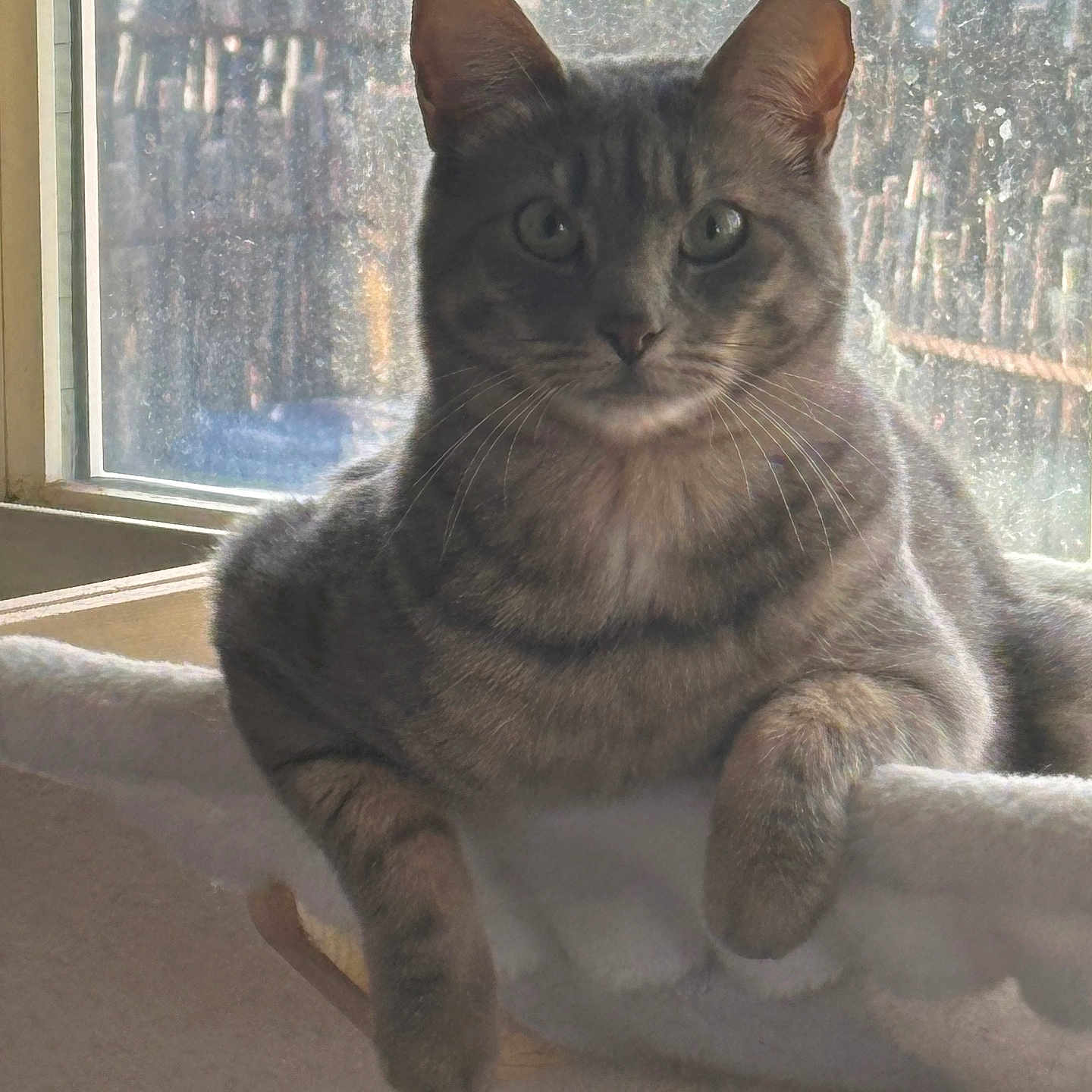 Cheese Aldin is registered to the contest to win money with this photo: cat, tabby_cat, pet, indoor, window, natural_light, hammock, relaxed, feline, animal, fur, whiskers, ears, paws, resting, cozy, domestic_animal, quiet, calm, home