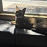 cat, window, sunlight, couch, indoor, pet, feline, relaxing, shadow, daylight, animal, domestic, fur, resting, home, cozy, quiet, comfortable, window_sill, lazy