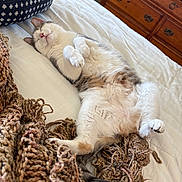 Catniss Ann is registered to the contest to win money with this photo: cat, bed, blanket, sleeping, pet_bed, fur, cozy, indoor, relaxed, whiskers, paws, pink_nose, wooden_drawer, home, resting, cute, domestic_cat, white_bed_sheet, knitted, comfy