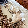cat, bed, blanket, sleeping, pet_bed, fur, cozy, indoor, relaxed, whiskers, paws, pink_nose, wooden_drawer, home, resting, cute, domestic_cat, white_bed_sheet, knitted, comfy