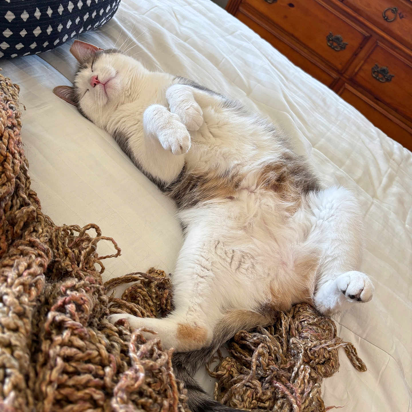 Catniss Ann