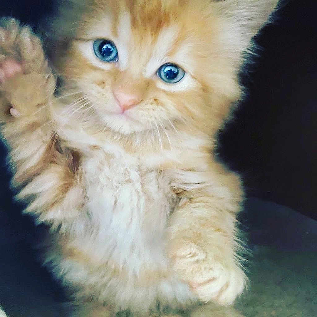 Jasper joined the competition — help win amazing prizes! abyssinian, angora, animal, cat, kitten, manx, pet, snout, wood