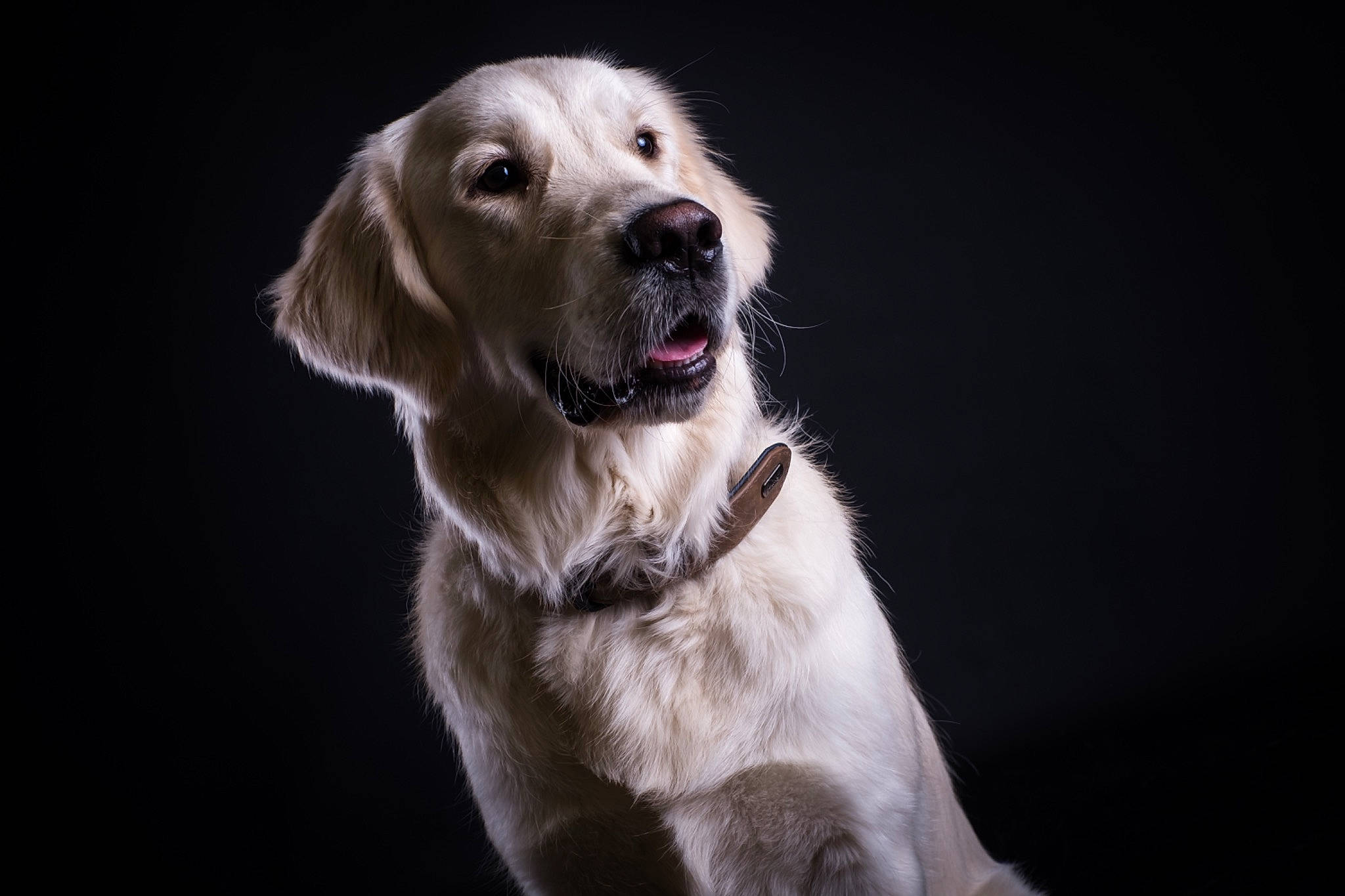 Jarko a rejoint le concours — aidez-le/la à gagner de superbes lots ! canidae, carnivore, companion_dog, dog, dog_breed, fur, golden_retriever, labrador_retriever, mammal, nose, retriever, snout, sporting_group, vertebrate, whiskers