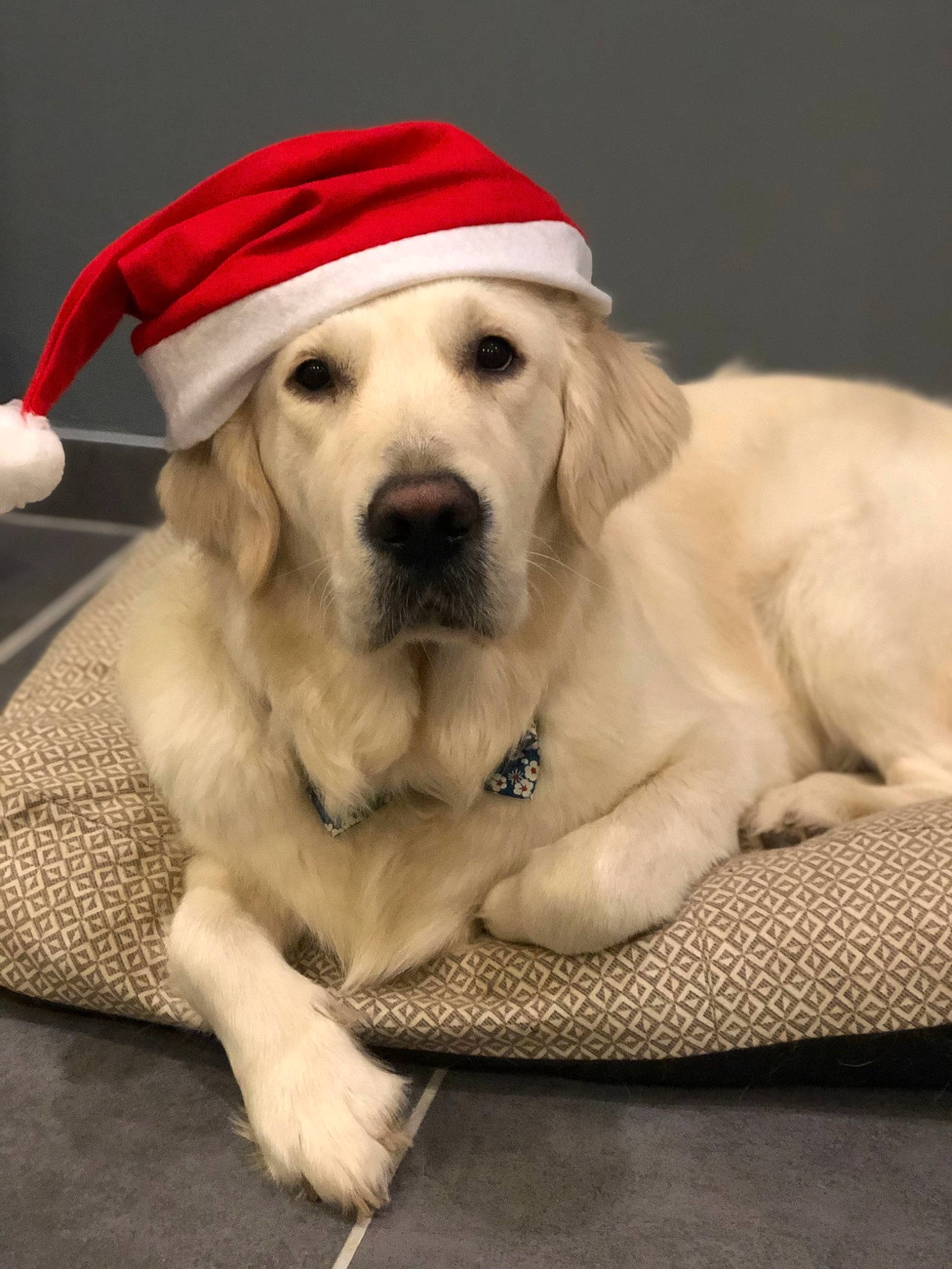 Jarko a rejoint le concours — aidez-le/la à gagner de superbes lots ! akbash_dog, canidae, carnivore, companion_dog, dog, dog_breed, fawn, fur, golden_retriever, great_pyrenees, labrador_retriever, mammal, mucuchies, paw, puppy, rare_breed_dog, retriever, snout, sporting_group, vertebrate