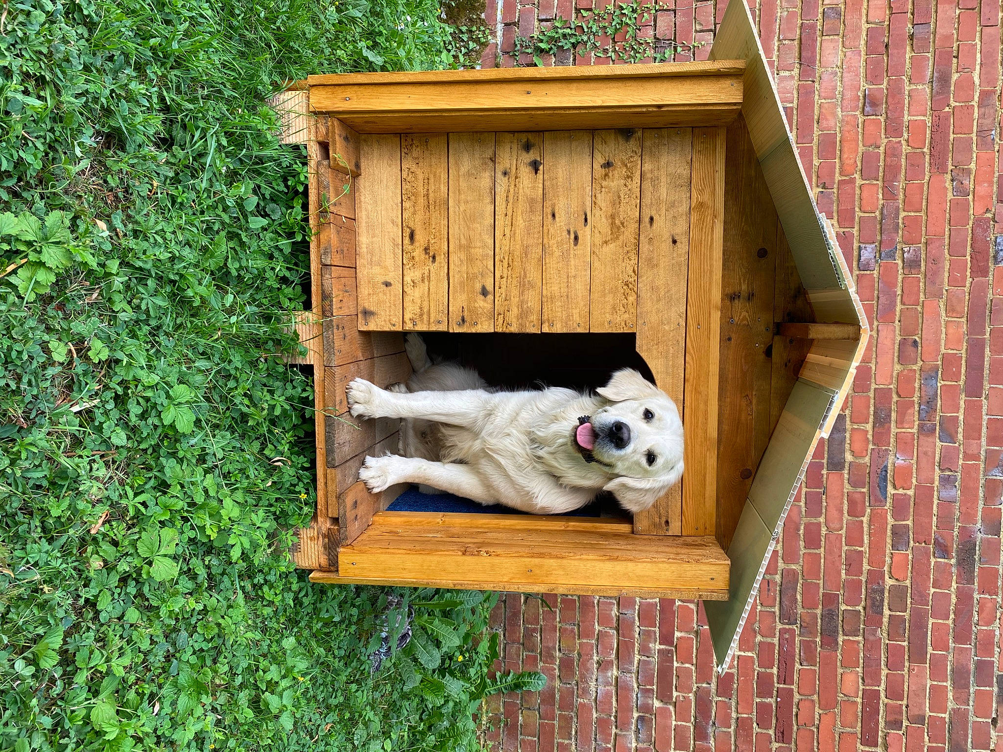 Jarko participe au concours pour gagner de l'argent avec cette photo : animal_shelter, canidae, dog_breed, dog_crate, dog_supply, doghouse, kennel, pet_supply, shed, wood