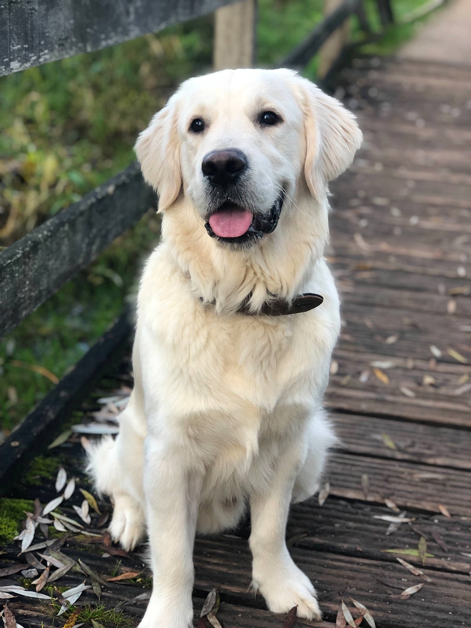 Jarko participe au concours pour gagner de l'argent avec cette photo : akbash_dog, anatolian_shepherd_dog, ancient_dog_breeds, canidae, carnivore, companion_dog, dog, dog_breed, fawn, golden_retriever, labrador_retriever, livestock_guardian_dog, mammal, rare_breed_dog, retriever, sporting_group, vertebrate