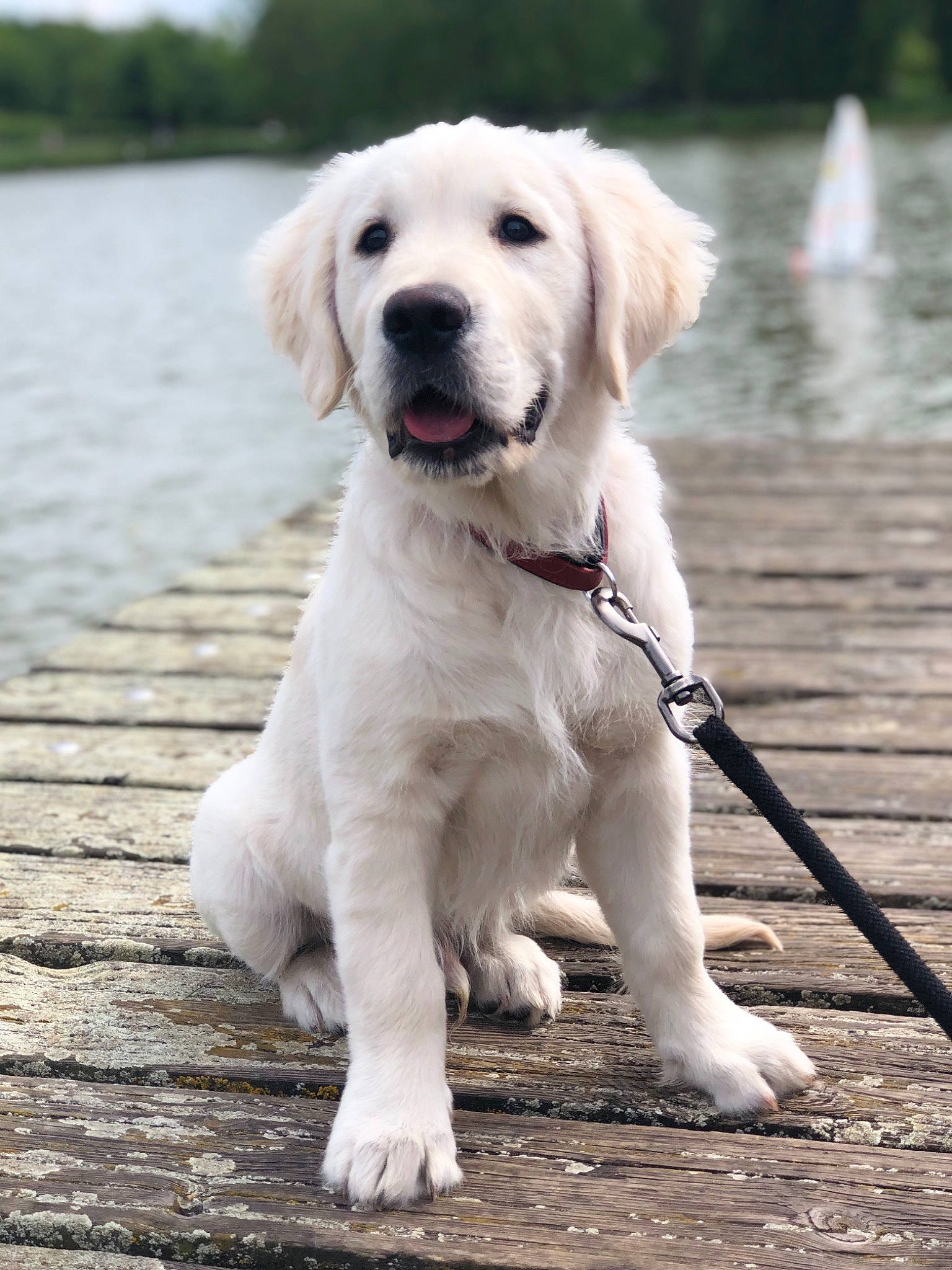 Jarko participe au concours pour gagner de l'argent avec cette photo : akbash_dog, canidae, carnivore, companion_dog, dog, dog_breed, fawn, golden_retriever, hunting_dog, labrador_retriever, mammal, puppy, rare_breed_dog, retriever, snout, sporting_group, vertebrate