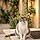 Roxy