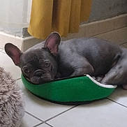 Guizmo a rejoint le concours — aidez-le/la à gagner de superbes lots ! companion, cozy, cute, dog, ears, face, floor_tile, french_bulldog, green_bed, home, indoor, lying_down, pet, puppy, resting, small_bed, staring, stuffed_bedside, tile_floor, yellow_curtain
