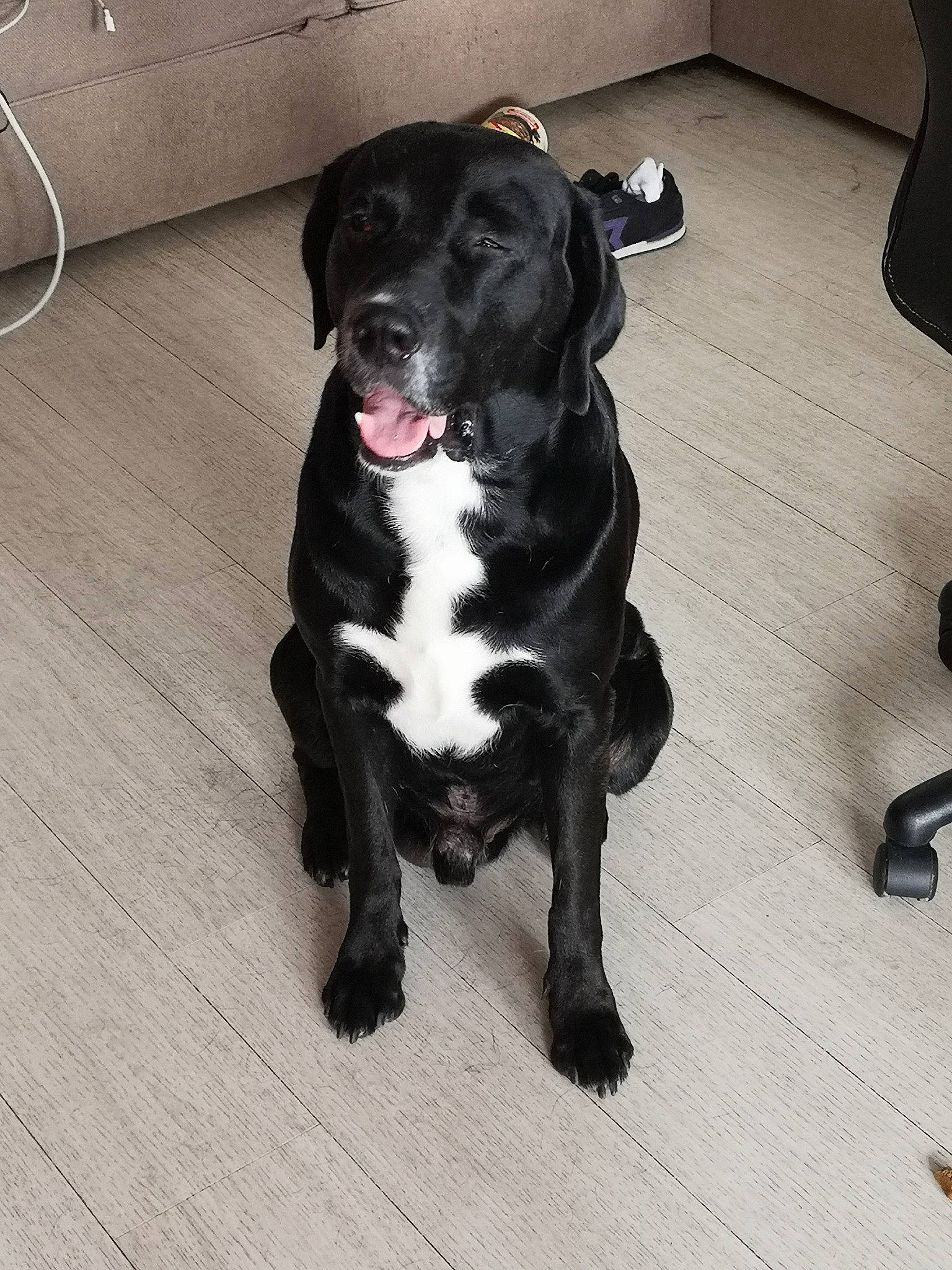 Mascotte a rejoint le concours — aidez-le/la à gagner de superbes lots ! beagador, borador, cane_corso, canidae, carnivore, companion_dog, dog, dog_breed, great_dane, guard_dog, labrador_retriever, mammal, non_sporting_group, puppy, rare_breed_dog, sporting_group, tail, vertebrate