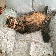 Minxy is registered to the contest to win money with this photo:
