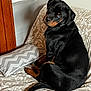 animal, black_fur, brown_markings, canine, companion, couch, cozy, curious, dog, domestic, fur, indoor, looking_back, pet, pillow, puppy, resting, rottweiler, wooden_panel, zigzag_pattern