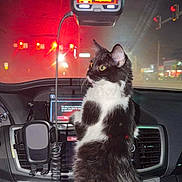 Oreo Blizzard joined the competition — help win amazing prizes! alert, animal, black_and_white, car, cat, city, console, dashboard, feline, interior, long_hair, night, pet, portrait, radio, rearview_mirror, sitting, traffic, vehicle, windshield