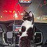 alert, animal, black_and_white, car, cat, city, console, dashboard, feline, interior, long_hair, night, pet, portrait, radio, rearview_mirror, sitting, traffic, vehicle, windshield