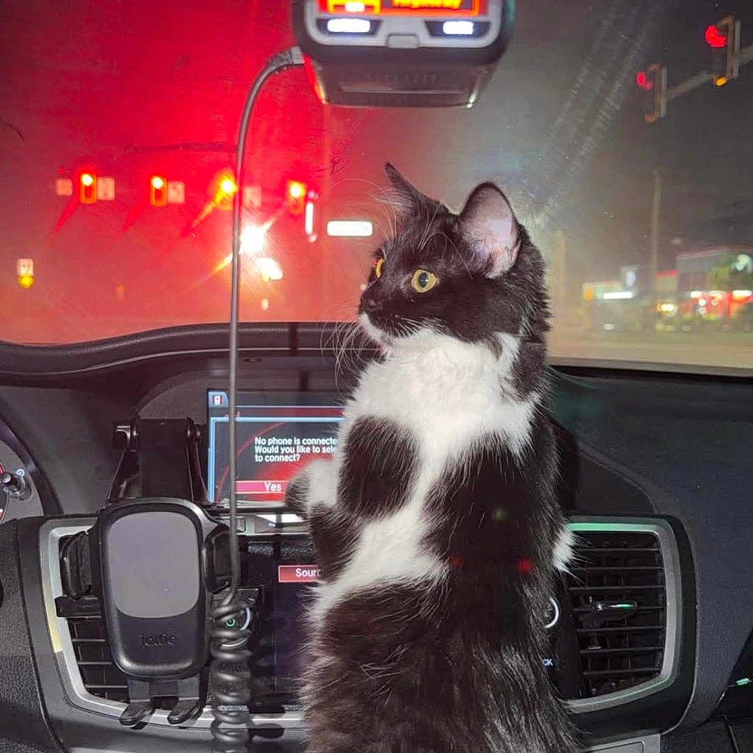 Oreo Blizzard joined the competition — help win amazing prizes! alert, animal, black_and_white, car, cat, city, console, dashboard, feline, interior, long_hair, night, pet, portrait, radio, rearview_mirror, sitting, traffic, vehicle, windshield