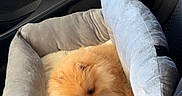 Nino a rejoint le concours — aidez-le/la à gagner de superbes lots ! canine, car_seat, comfort, cozy, cushion, dog, domestic_animal, fluffy, interior, orange, pet, pet_bed, plush, pomeranian, resting, seat, small_dog, tongue_out, travel, vehicle