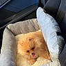 Nino a rejoint le concours — aidez-le/la à gagner de superbes lots ! dog, pomeranian, pet_bed, car_seat, orange, fluffy, tongue_out, interior, vehicle, comfort, cushion, small_dog, canine, resting, seat, plush, domestic_animal, pet, travel, cozy
