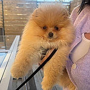 Nino a rejoint le concours — aidez-le/la à gagner de superbes lots ! dog, puppy, pomeranian, fluffy, pet, animal, cute, outdoor, person, holding, cardigan, purple, fence, sunlight, sky, wood, leash, fur, small, face