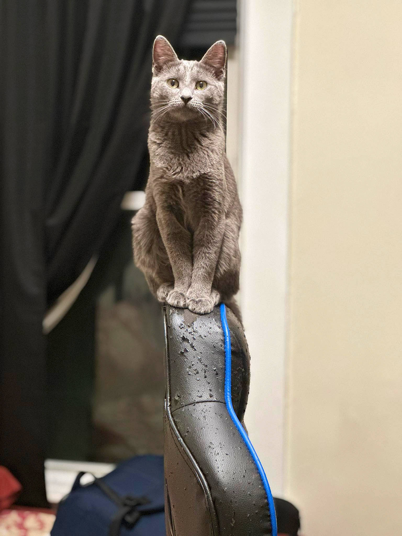 Cassie is registered to the contest to win money with this photo: art, artifact, carnivore, cat, cat_supply, claw, domestic_short_haired_cat, electric_blue, fawn, felidae, fur, grey, russian_blue, small_to_medium_sized_cats, stuffed_toy, tail, whiskers, window