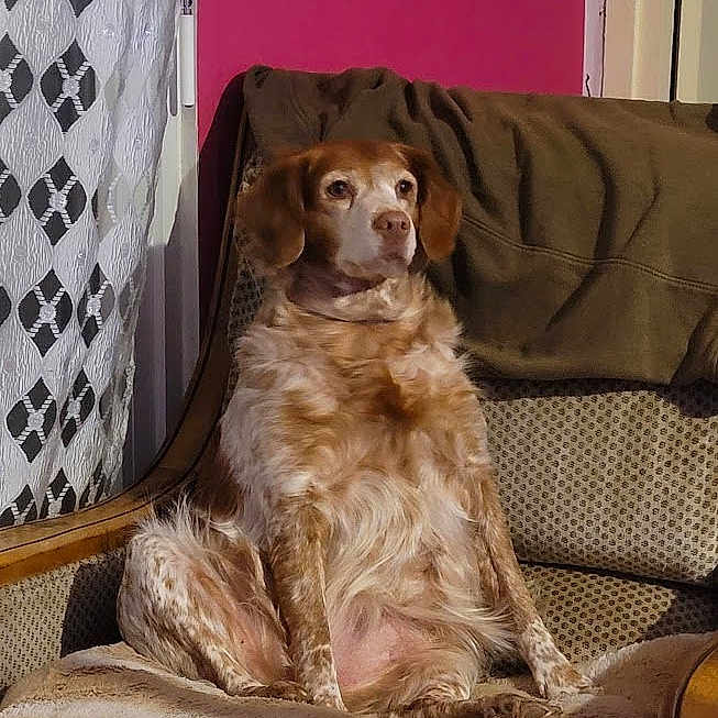 Jena a rejoint le concours — aidez-le/la à gagner de superbes lots ! armchair, blanket, brown, calm, canine, cozy, curtains, dog, fur, furniture, home, indoor, pattern, pet, portrait, relaxed, resting, sitting, white, window
