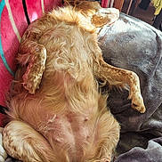 Jena participe au concours pour gagner de l'argent avec cette photo : animal, belly_up, blanket, cage, comfort, cozy, dog, fluffy, fur, indoor, lying_down, patterned_blanket, paw, pet, pink, relaxed, resting, sleeping_position, soft_lighting, wooden_furniture
