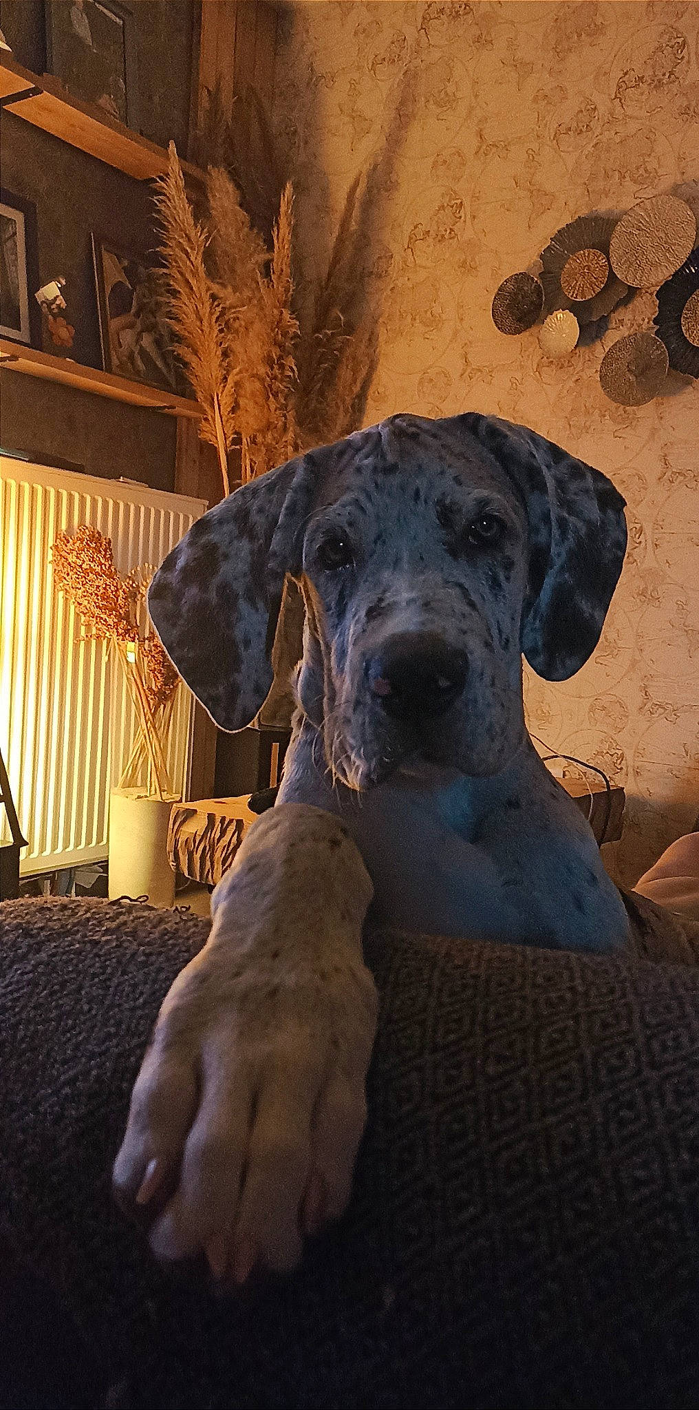 Loki participe au concours pour gagner de l'argent avec cette photo : ancient_dog_breeds, art, canidae, carnivore, companion_dog, dog, dog_breed, fawn, great_dane, guard_dog, houseplant, molosser, plant, snout, sporting_group, statue, tints_and_shades, wood, working_animal, working_dog