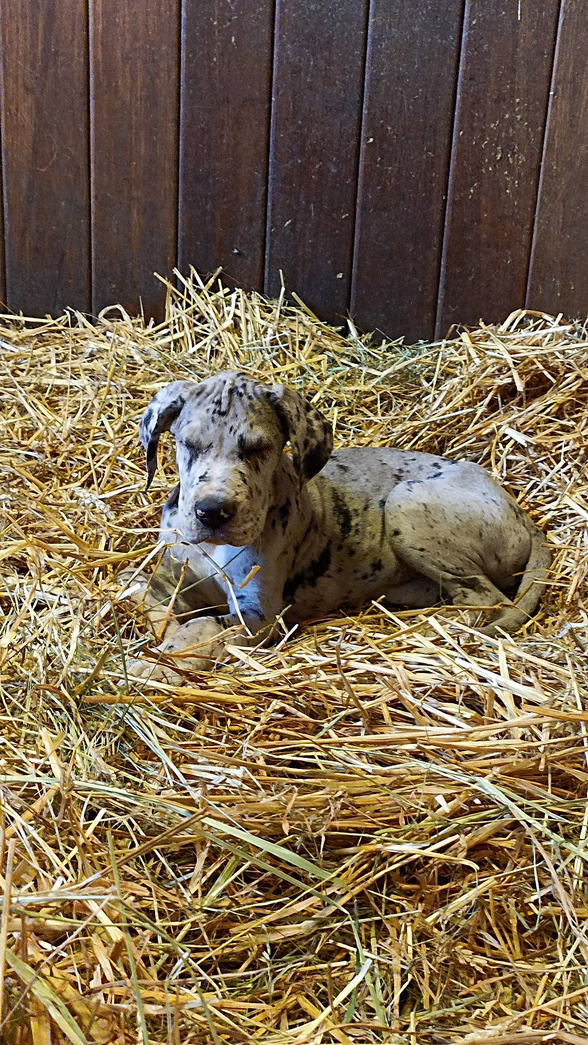 Loki a rejoint le concours — aidez-le/la à gagner de superbes lots ! agriculture, canidae, carnivore, dog, dog_breed, fence, grass, hay, hunting_dog, livestock, soil, sporting_group, straw, terrestrial_animal, working_animal