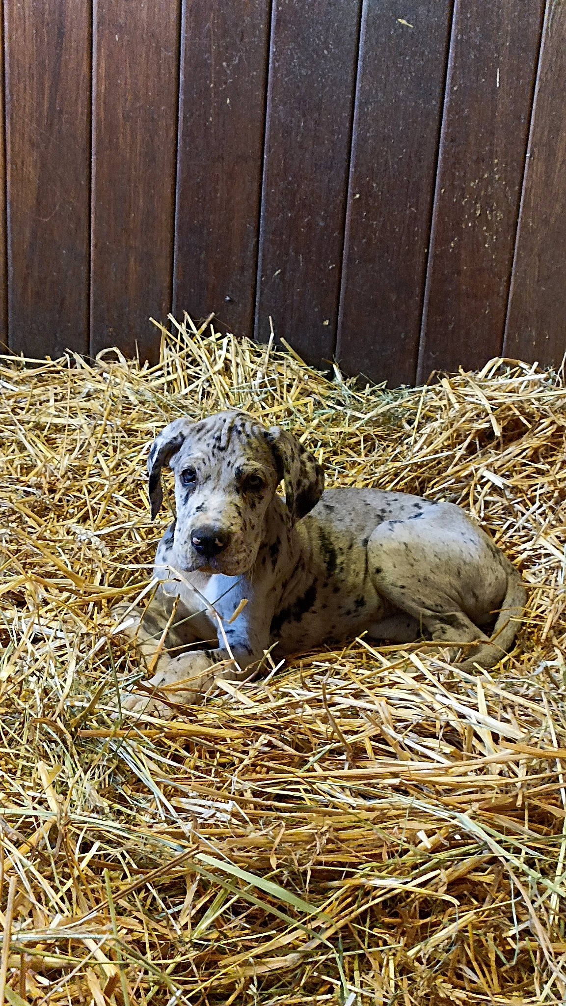 Loki participe au concours pour gagner de l'argent avec cette photo : canidae, carnivore, companion_dog, dog, dog_breed, fence, grass, hay, hunting_dog, snout, soil, sporting_group, straw, terrestrial_animal, wildlife, wood, working_animal