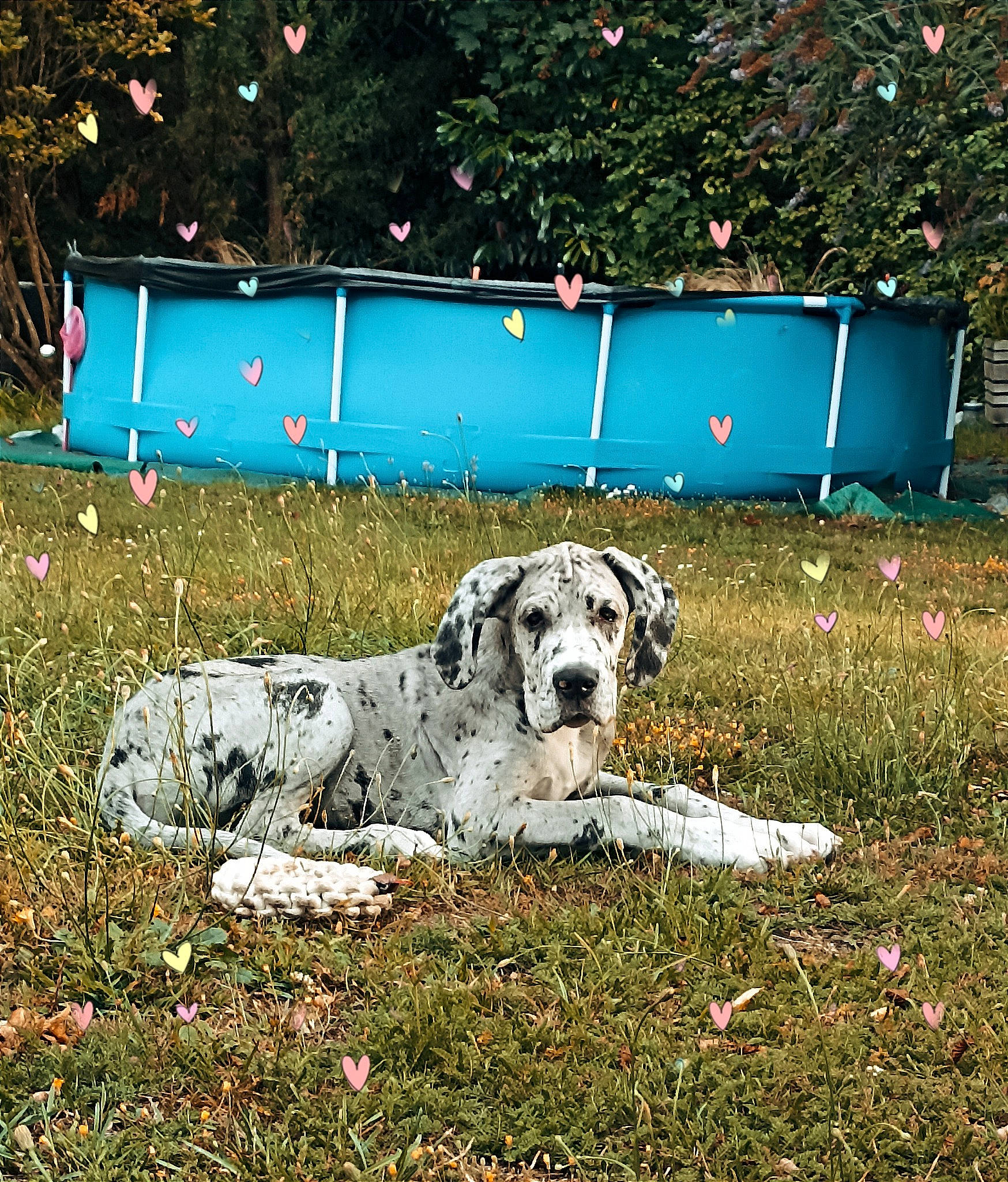 Loki participe au concours pour gagner de l'argent avec cette photo : art, carnivore, companion_dog, dalmatian, dog, dog_breed, grass, lawn, leisure, non_sporting_group, painting, plant, snout, soil, sporting_group, terrestrial_animal, tree, working_animal, working_dog