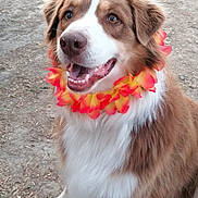 Titine participe au concours pour gagner de l'argent avec cette photo : dog, brown_and_white, flower_lei, happy, sitting, outdoor, dirt_ground, pet, canine, fur, ears, mouth_open, tongue_visible, animal, friendly, looking_up, playful, cute, companion, domestic