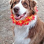 dog, brown_and_white, flower_lei, happy, sitting, outdoor, dirt_ground, pet, canine, fur, ears, mouth_open, tongue_visible, animal, friendly, looking_up, playful, cute, companion, domestic