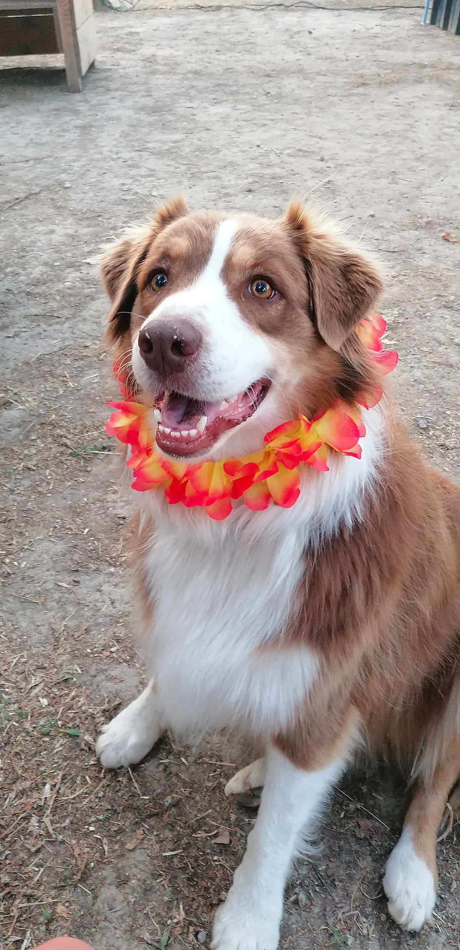 Titine participe au concours pour gagner de l'argent avec cette photo : dog, brown_and_white, flower_lei, happy, sitting, outdoor, dirt_ground, pet, canine, fur, ears, mouth_open, tongue_visible, animal, friendly, looking_up, playful, cute, companion, domestic